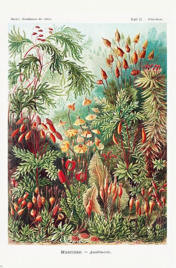 Ernst Haeckel